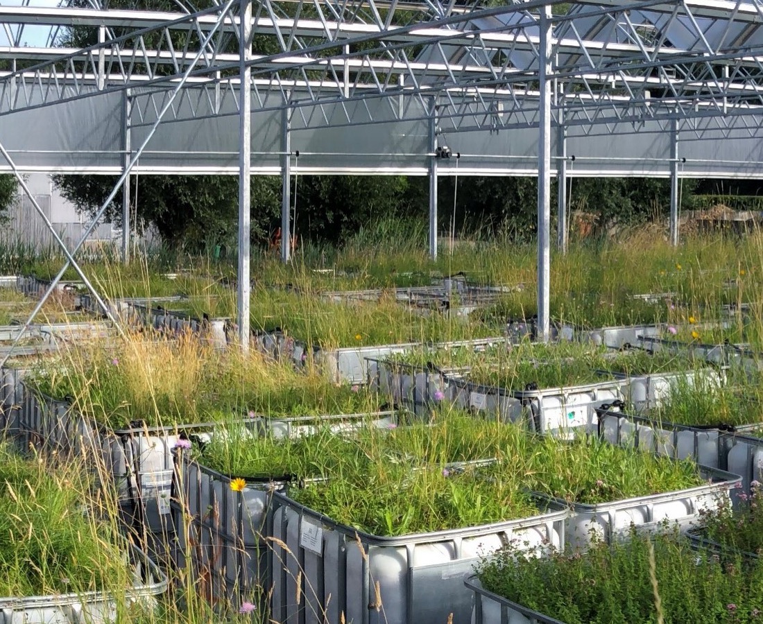 Perspective view through the greenhouse structure and grassland experiment at UU BioCliVE