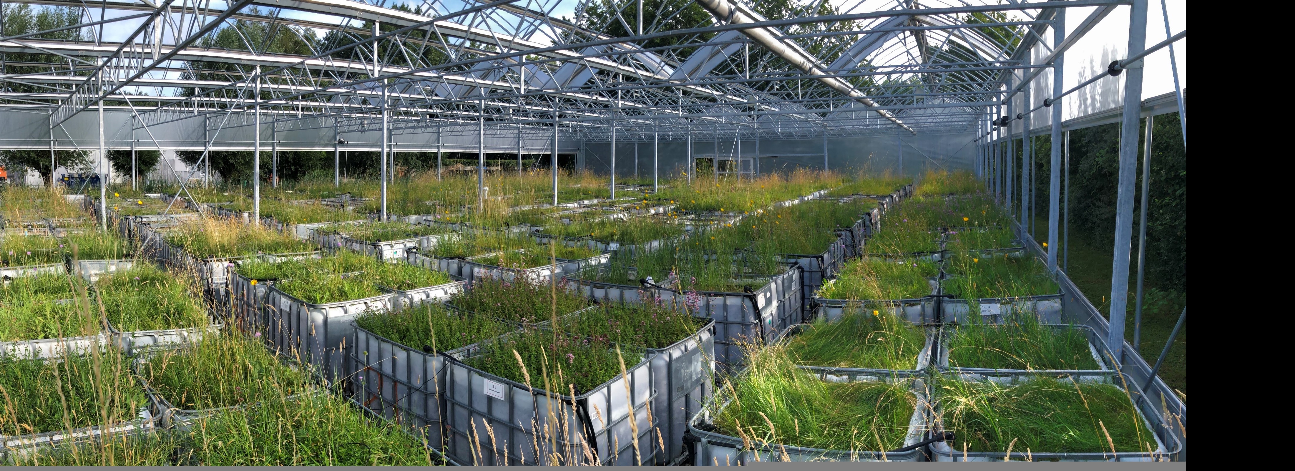 Wide view across the experimental containers and greenhouse structure at the Utrecht University BioCliVE platform